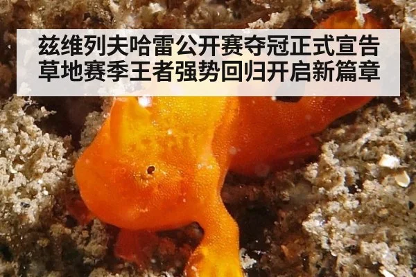 兹维列夫哈雷公开赛夺冠正式宣告草地赛季王者强势回归开启新篇章