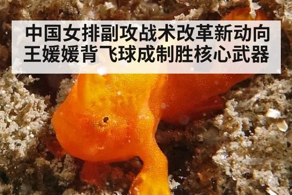 中国女排副攻战术改革新动向 王媛媛背飞球成制胜核心武器